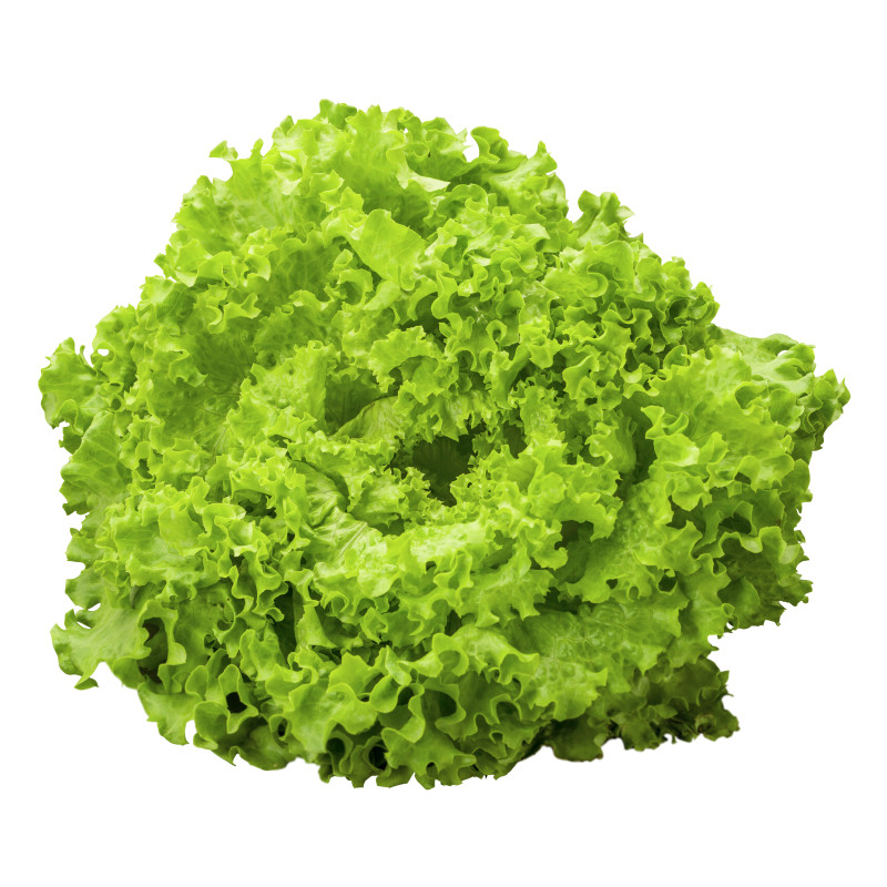 SALADE BATAVIA VERTE VAL DE MOSELLE 6PCS